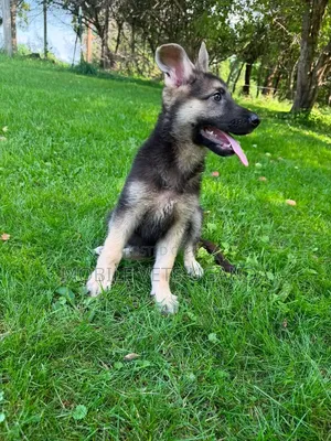 1-3 months Female Purebred German Shepherd