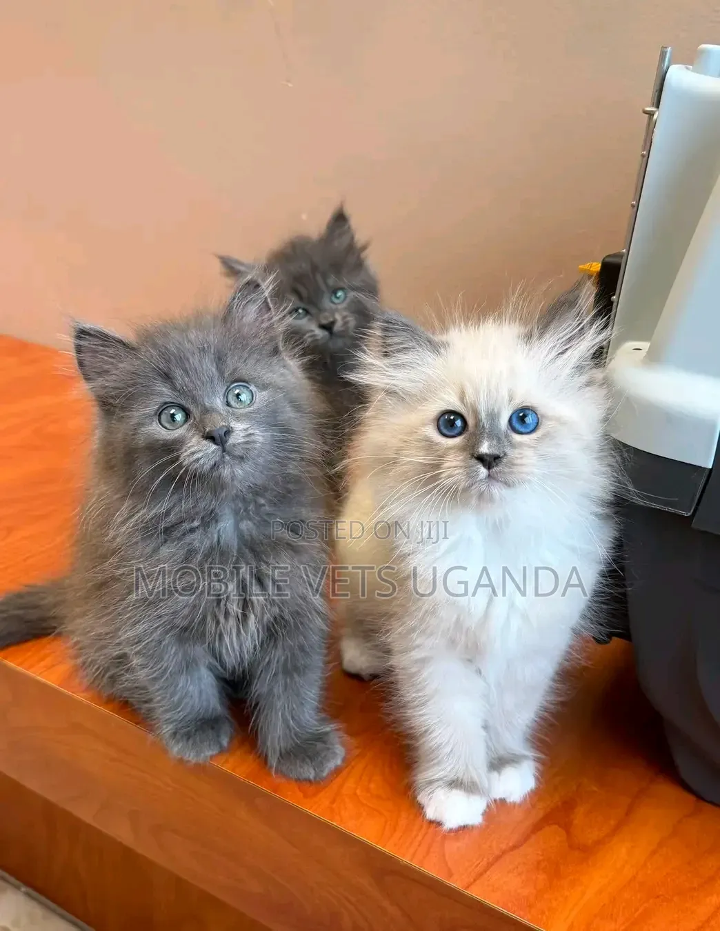 1-3 months Male Purebred Ragdoll