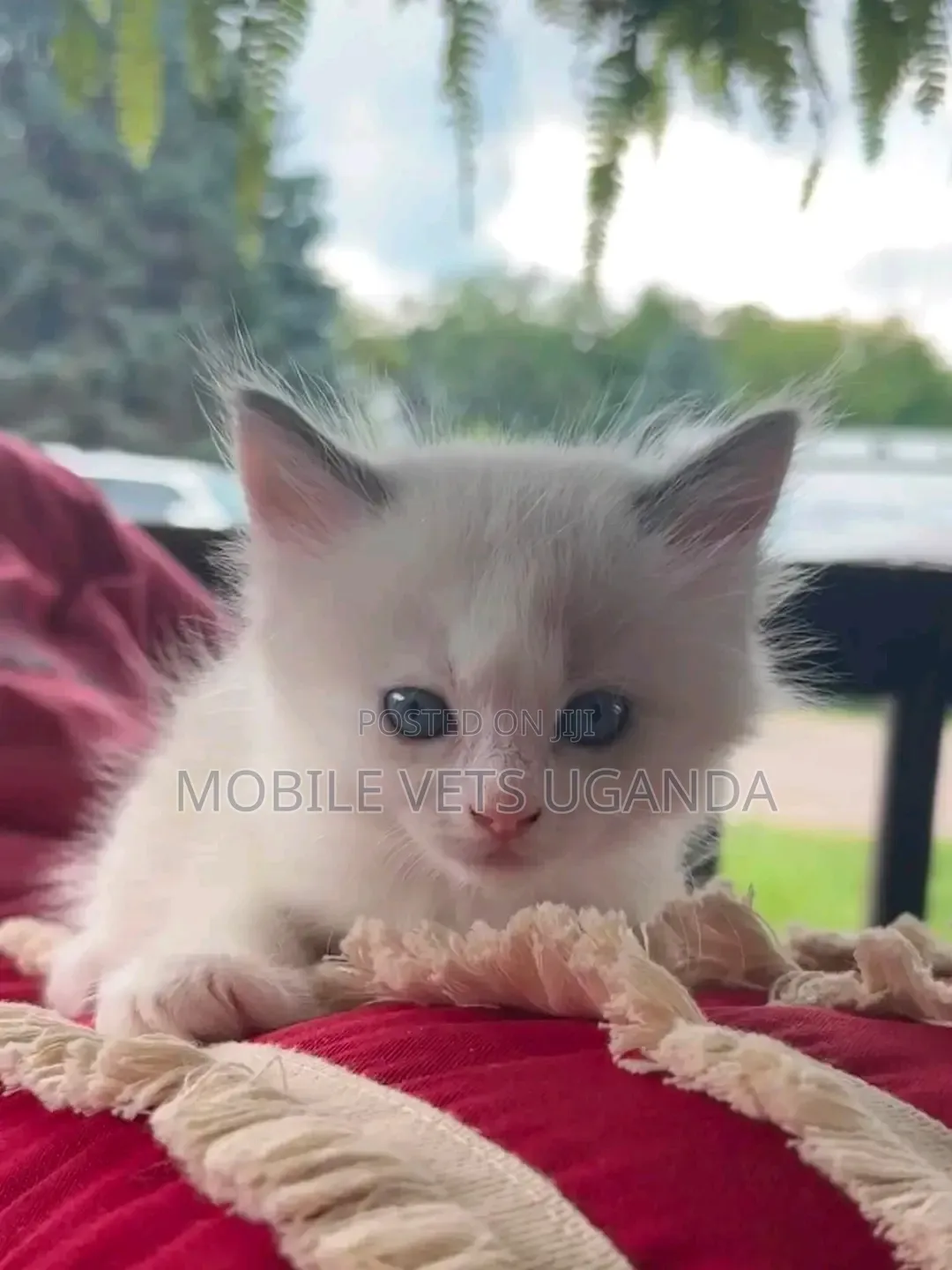 1-3 months Male Purebred Ragdoll