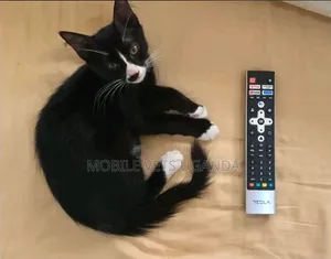 1-3 months Male Purebred American Bobtail