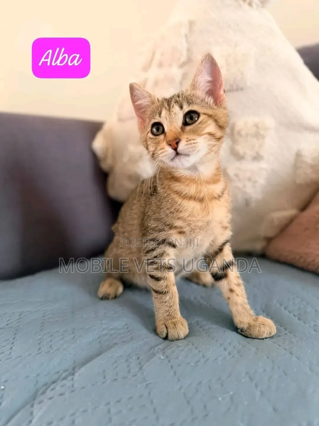 1-3 months Male Purebred Savannah
