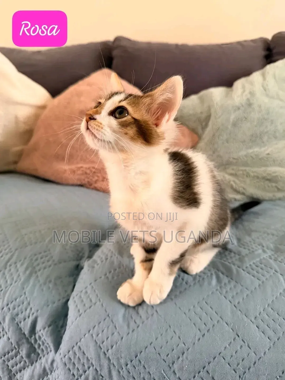 1-3 months Female Purebred Exotic