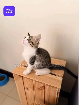 1-3 months Female Purebred Bombay