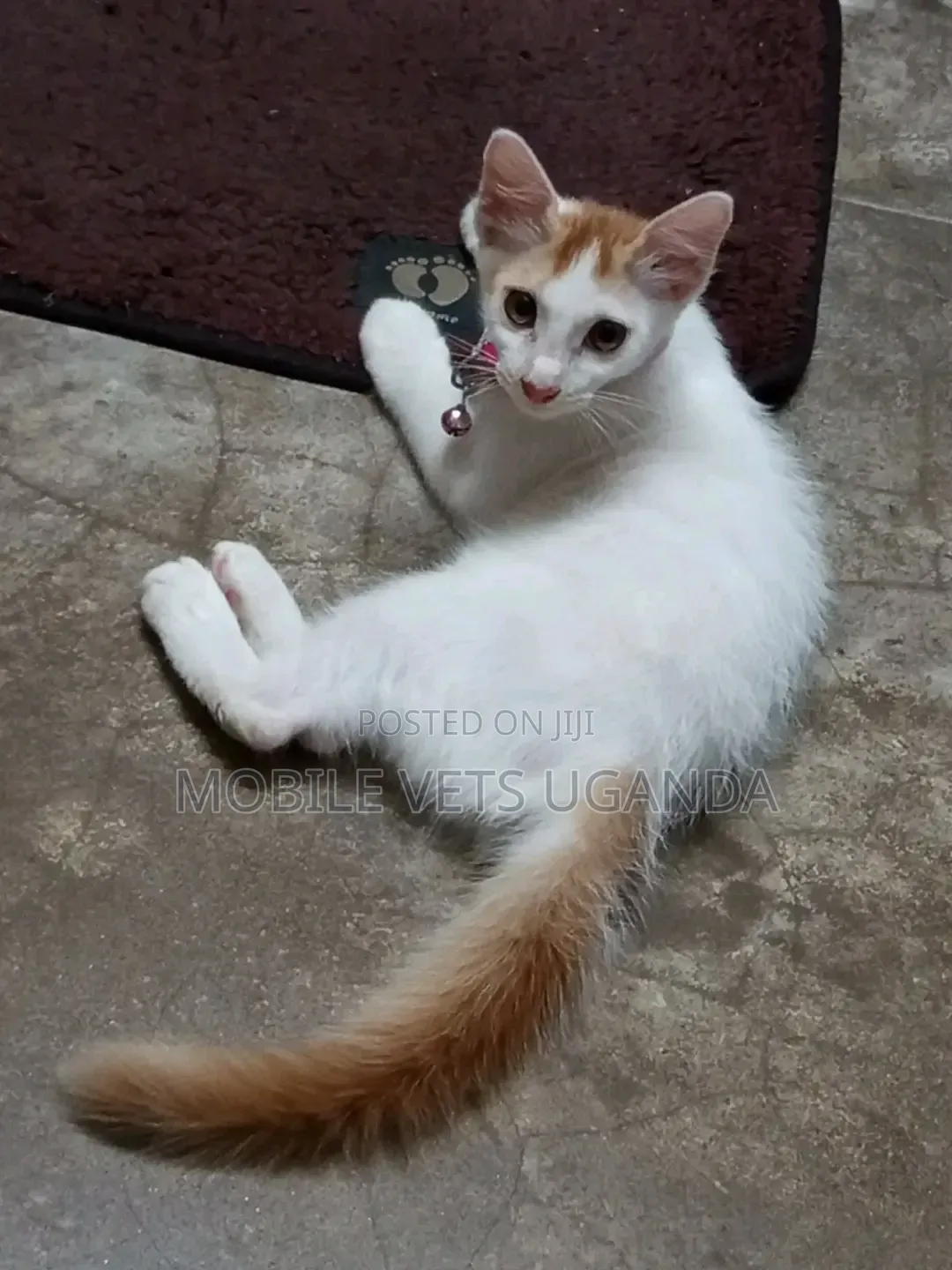 1-3 months Male Purebred Exotic