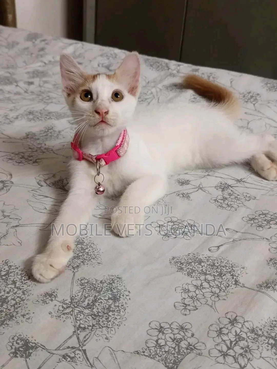 1-3 months Female Purebred Exotic