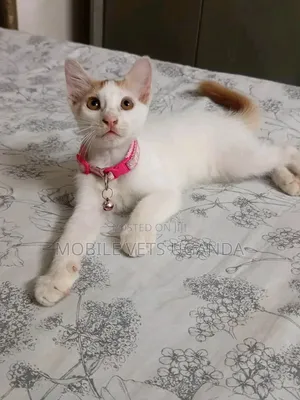 1-3 months Female Purebred Exotic