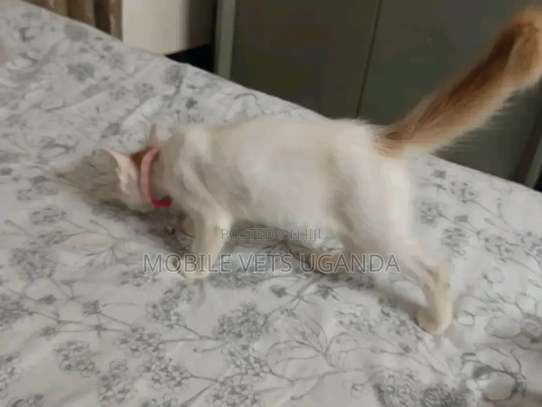 1-3 months Female Purebred Exotic