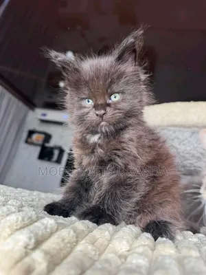 1-3 months Male Purebred Maine Coon