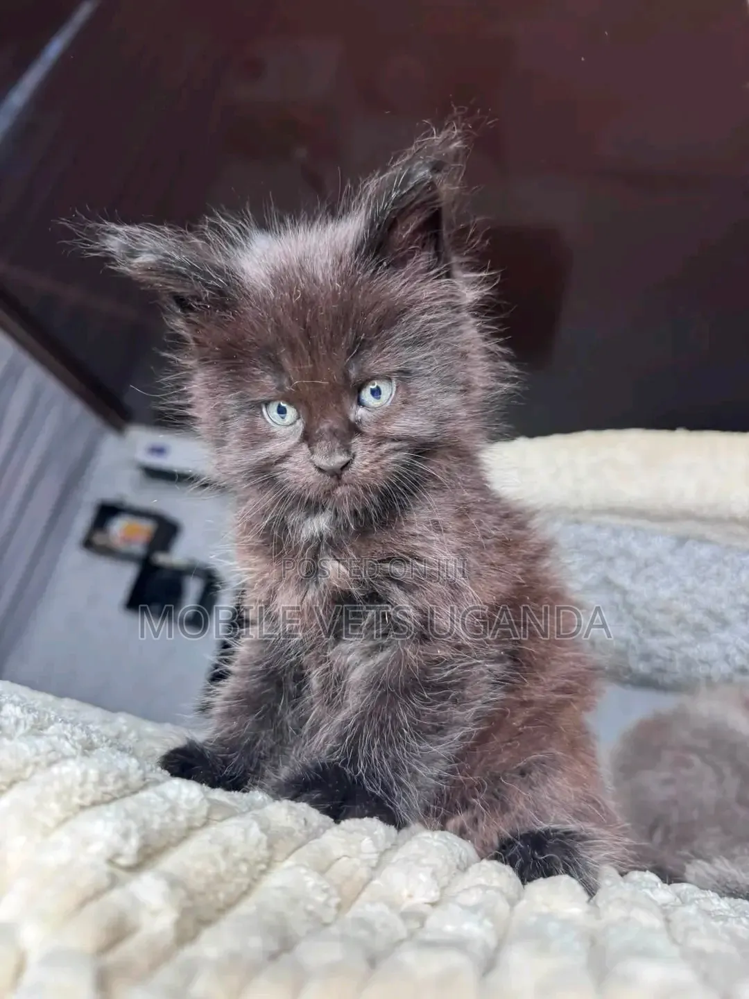 0-1 month Female Purebred Exotic