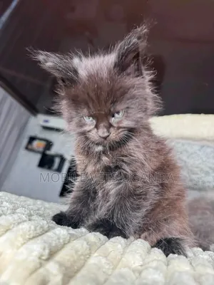 1-3 months Female Purebred Maine Coon