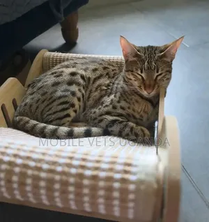 1-3 months Male Purebred Savannah