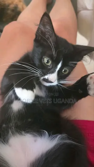 0-1 month Female Purebred Balinese