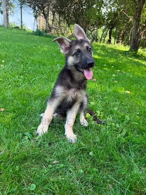 3-6 months Female Purebred German Shepherd