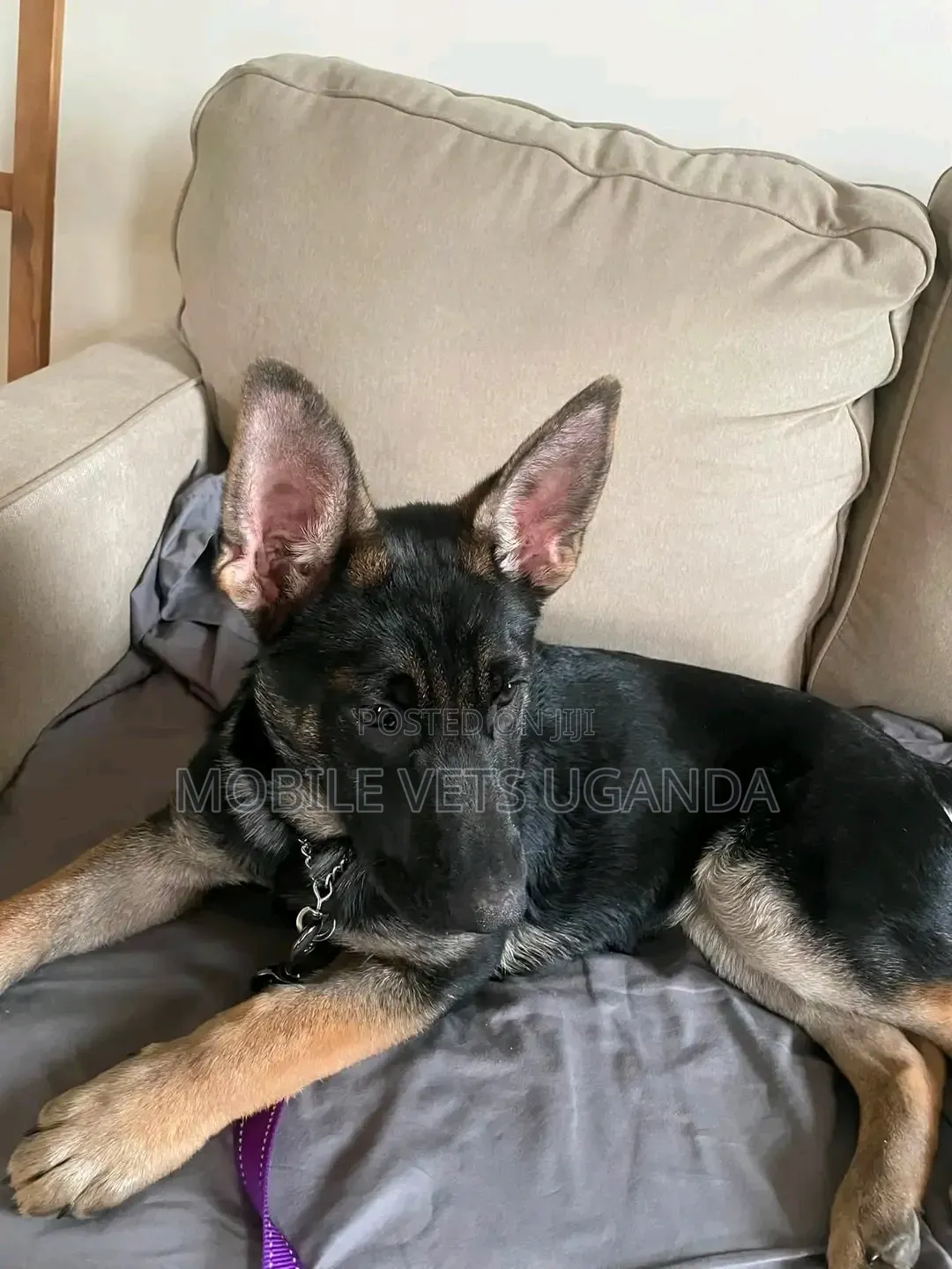 3-6 months Female Purebred German Shepherd