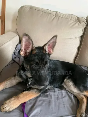 3-6 months Female Purebred German Shepherd
