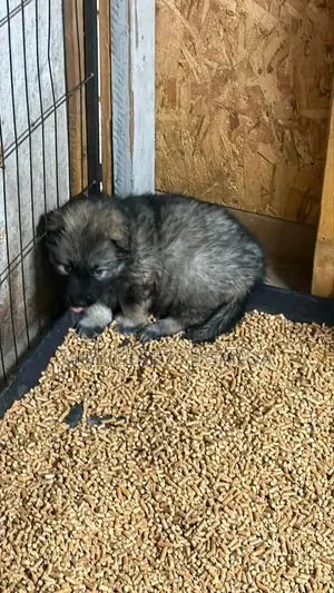 1-3 months Female Purebred German Shepherd
