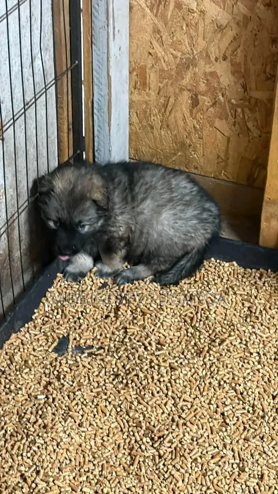 1-3 months Female Purebred German Shepherd