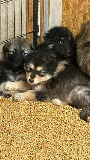 1-3 months Female Purebred German Shepherd