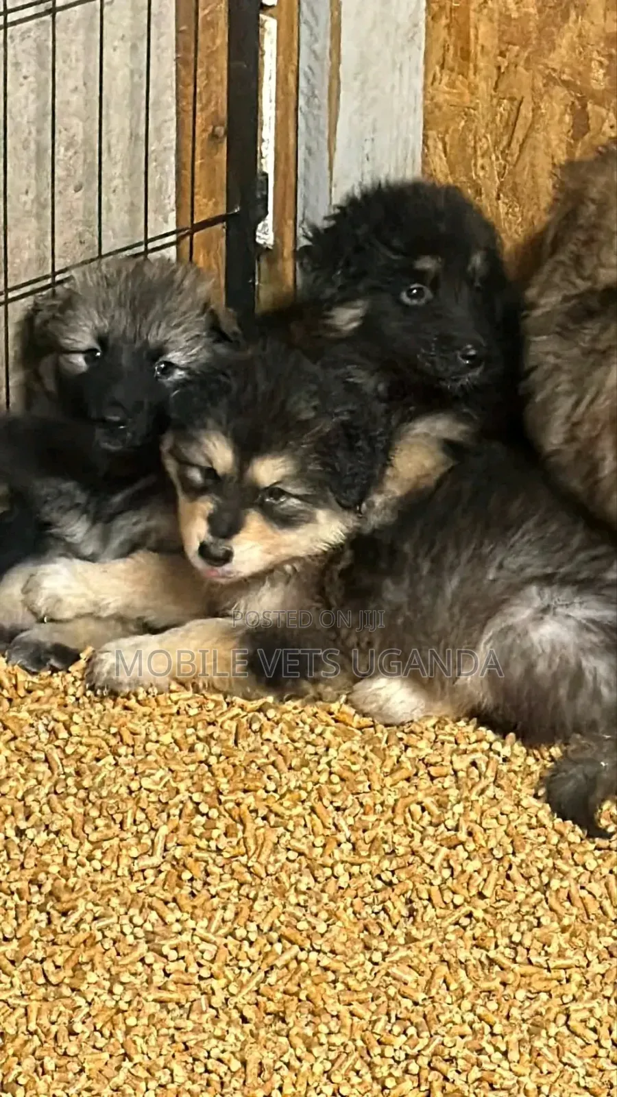 1-3 months Female Purebred German Shepherd