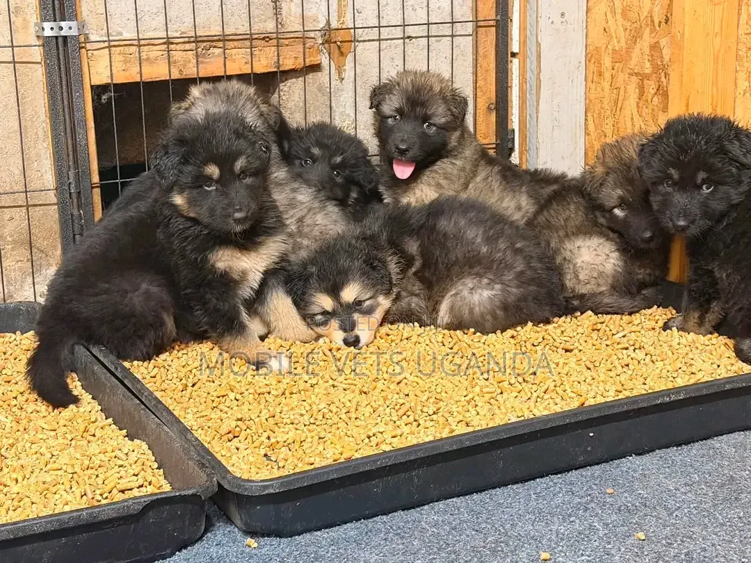 1-3 months Female Purebred German Shepherd