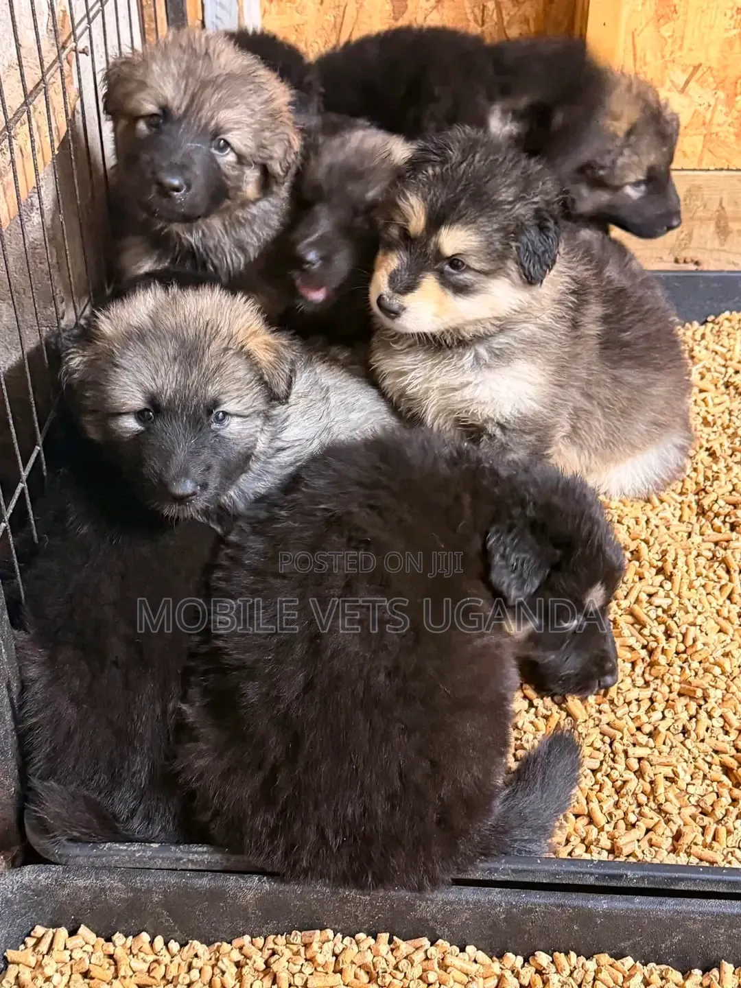 0-1 month Male Purebred German Shepherd