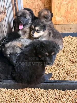 1-3 months Female Purebred German Shepherd