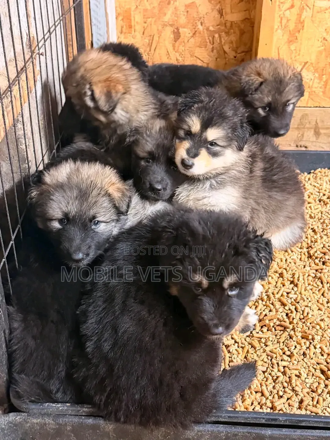 1-3 months Female Purebred German Shepherd