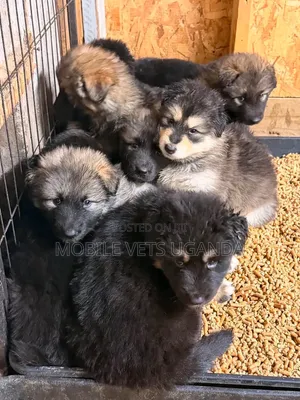 1-3 months Female Purebred German Shepherd