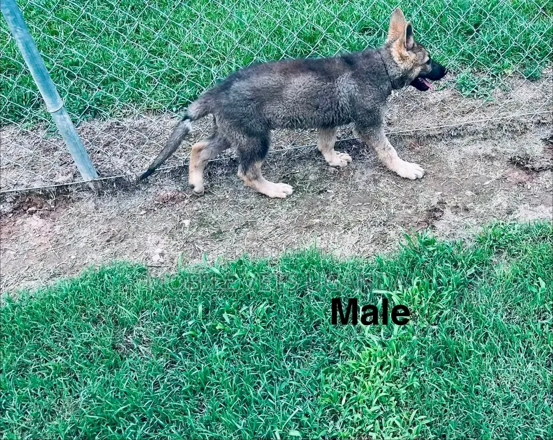 1-3 months Male Purebred German Shepherd