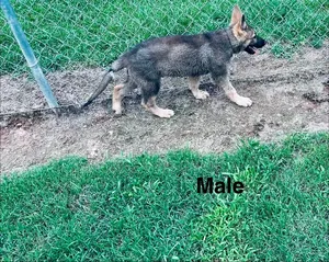 1-3 months Male Purebred German Shepherd