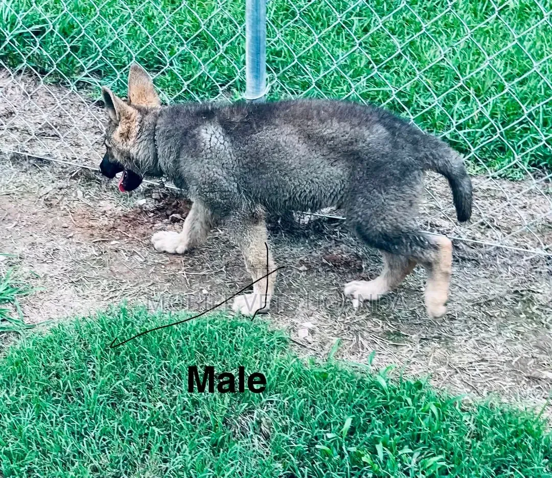 1-3 months Male Purebred German Shepherd