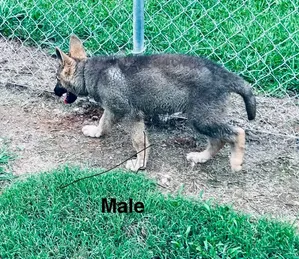 1-3 months Male Purebred German Shepherd