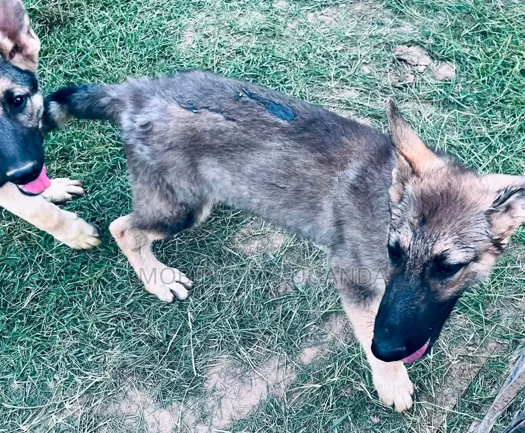1-3 months Female Purebred German Shepherd