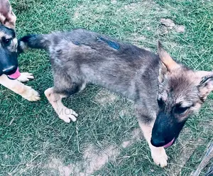 1-3 months Female Purebred German Shepherd