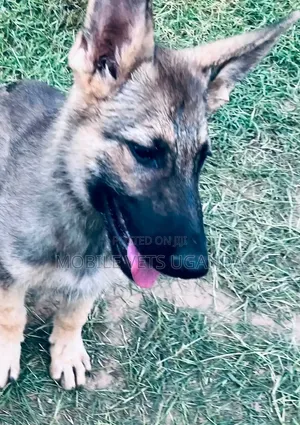 1-3 months Male Purebred German Shepherd