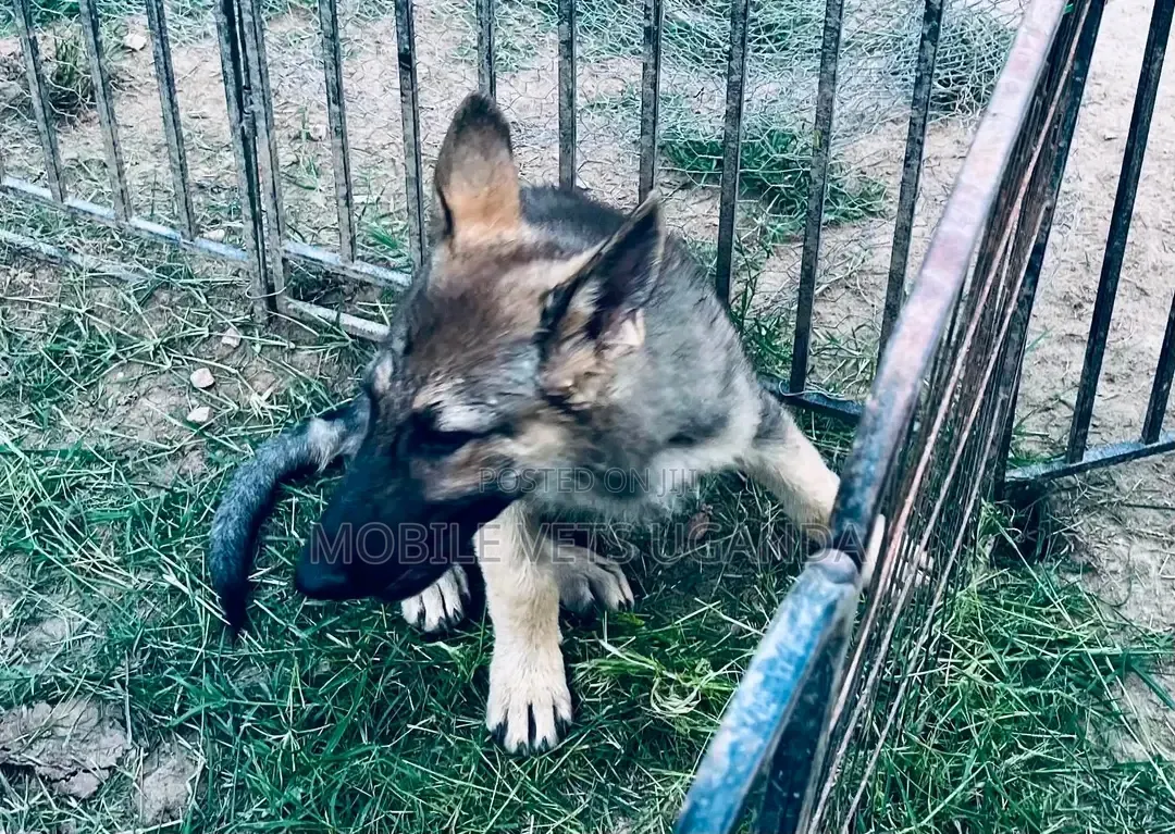 3-6 months Male Purebred German Shepherd