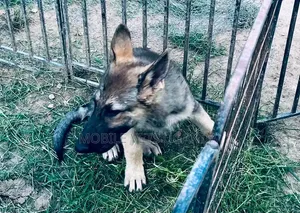 3-6 months Male Purebred German Shepherd