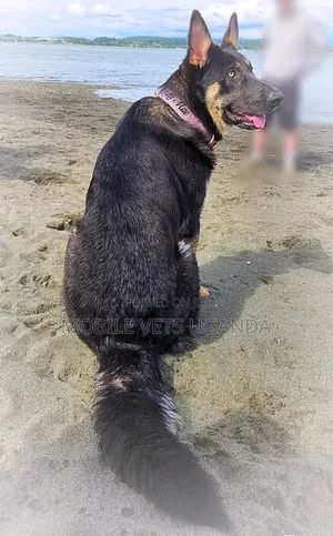 3-6 months Male Purebred German Shepherd
