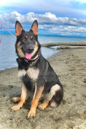 6-12 months Male Purebred German Shepherd