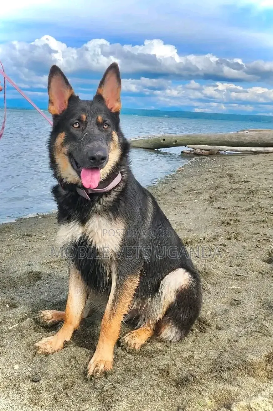 6-12 months Male Purebred German Shepherd