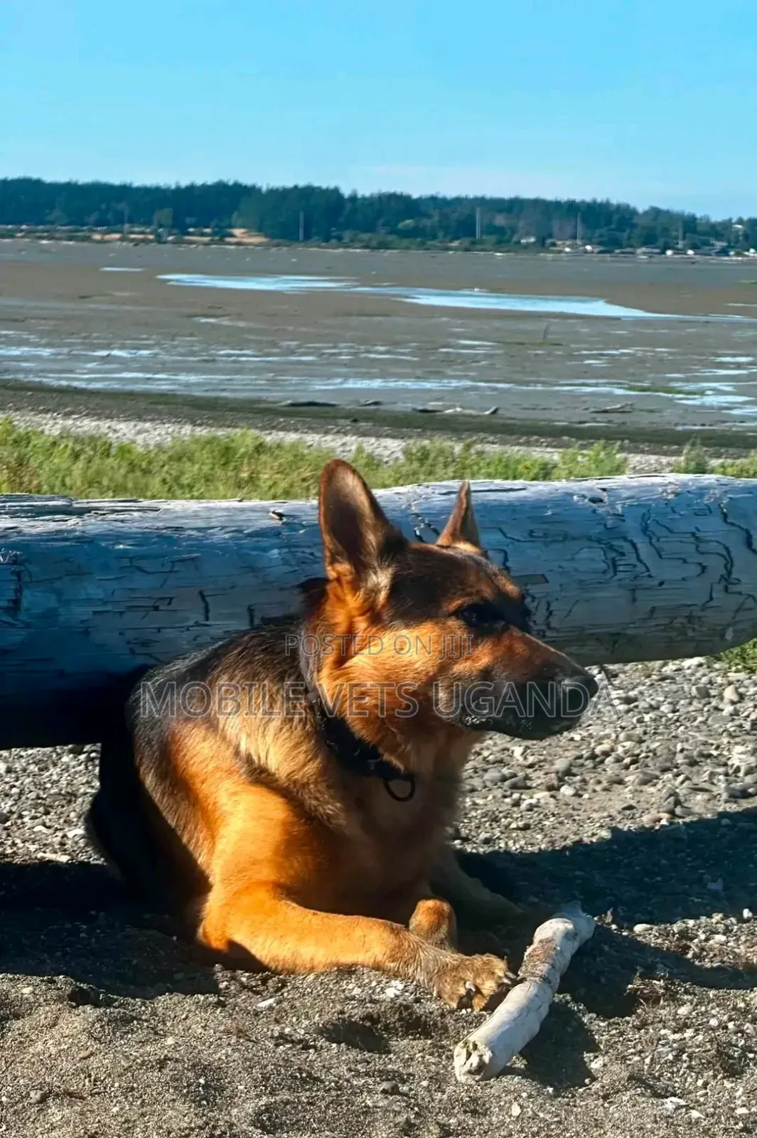 3-6 months Male Purebred German Shepherd