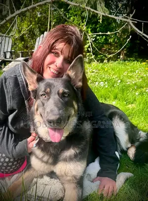 6-12 months Male Purebred German Shepherd