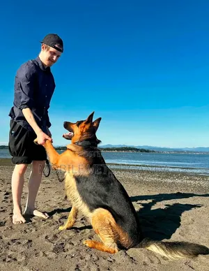 6-12 months Male Purebred German Shepherd