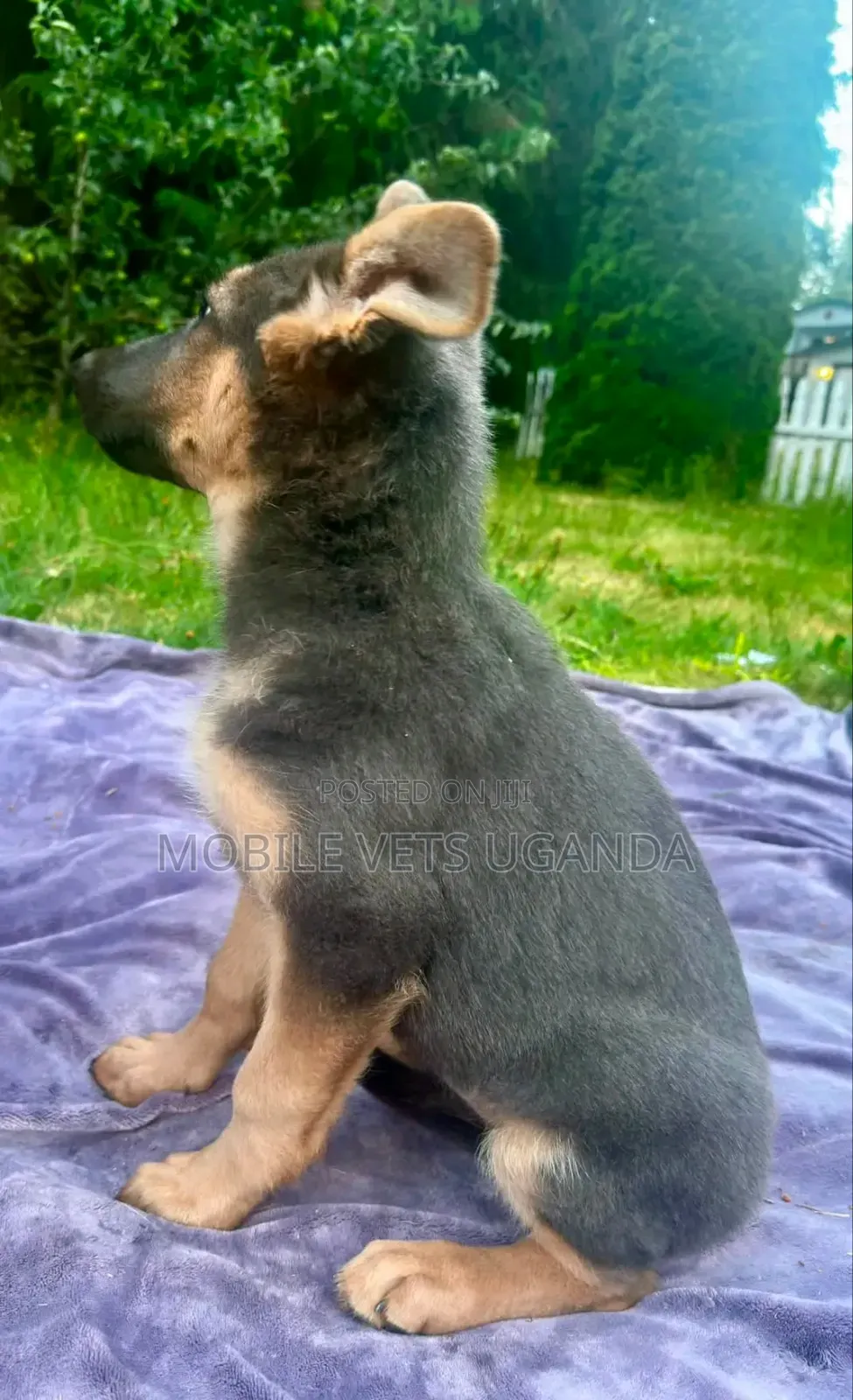 1-3 months Male Purebred German Shepherd