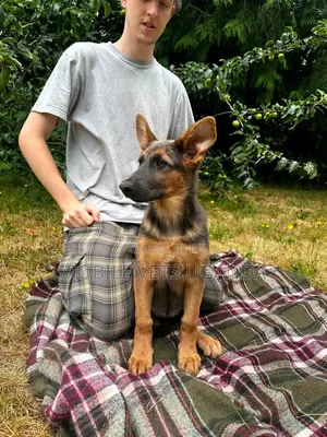 1-3 months Male Purebred German Shepherd