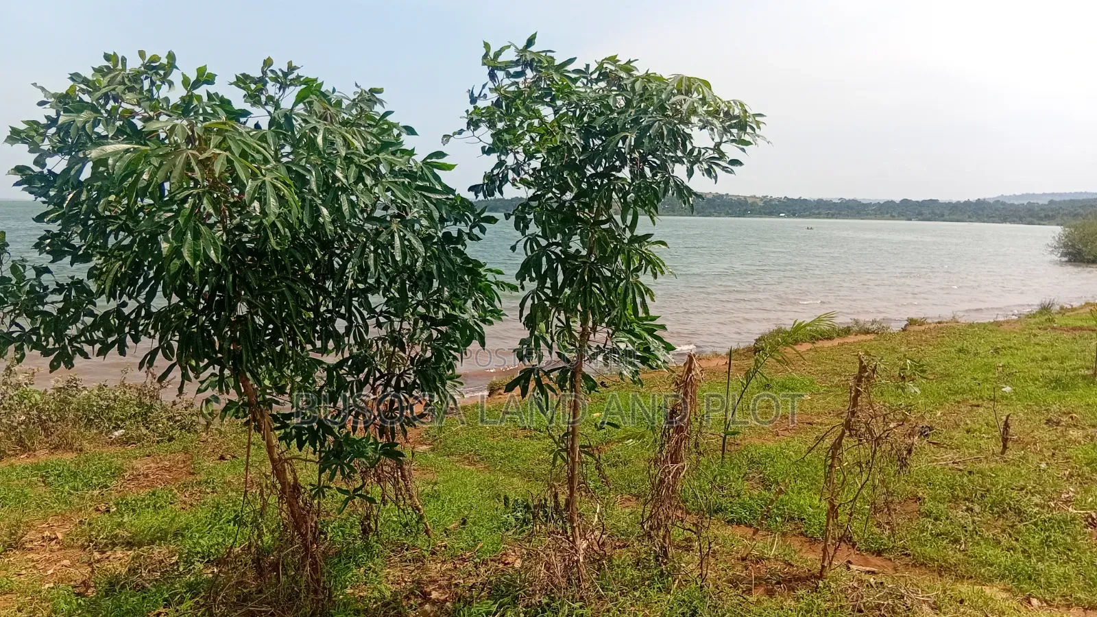 1.5 Acres of Prime L. Victoria Frontage, Nyenga Division,Njeru Municip