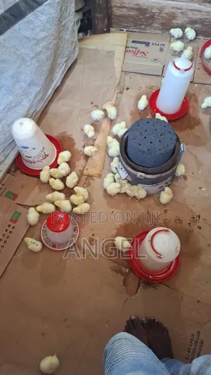 Best Chicken Farm