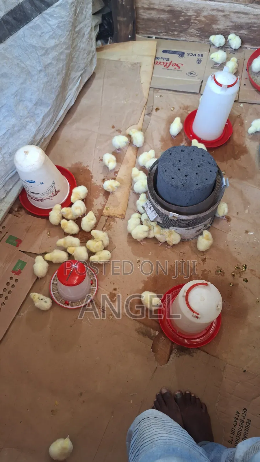 Best Chicken Farm