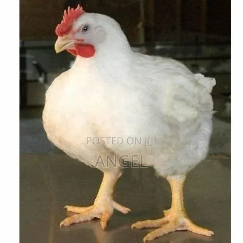 Best Chicken Farm