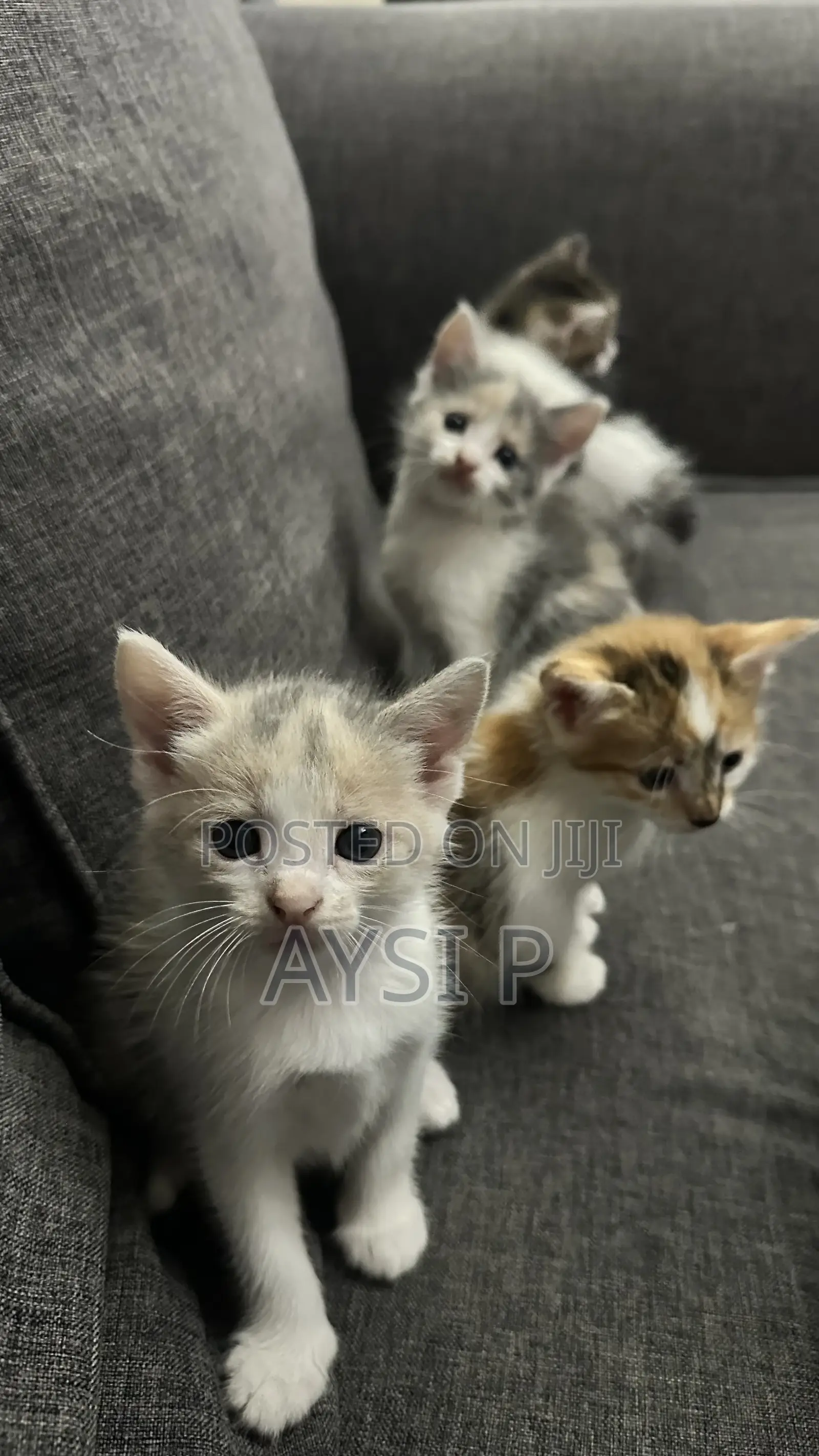 1-3 months Female Mixed Breed Cat